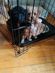 Poodle (Toy) Puppy for sale in NEW HAVEN, CT, USA
