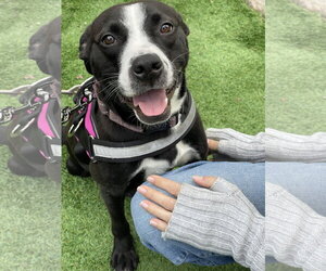 Preston - Male Mutt Dog for Adoption - Photo #14