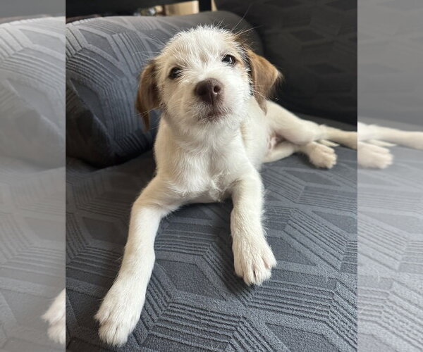 Medium Photo #2 Jack Russell Terrier-Unknown Mix Puppy For Sale in Rosenberg, TX, USA