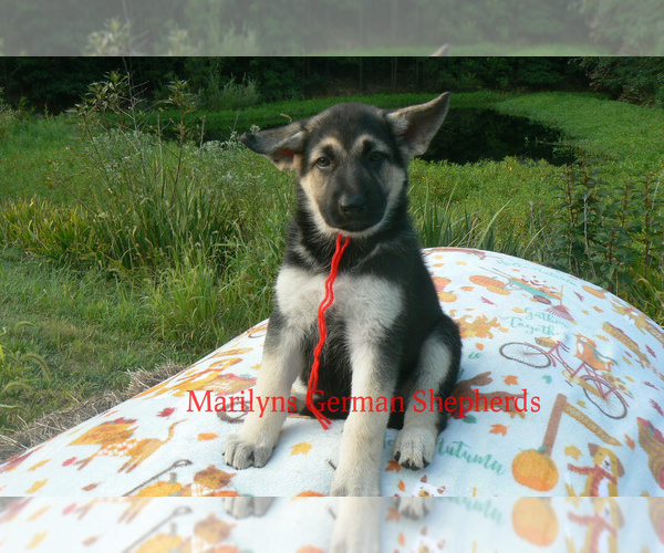 Medium Photo #3 German Shepherd Dog Puppy For Sale in PIEDMONT, MO, USA
