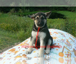 Small #2 German Shepherd Dog