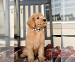 Small Photo #4 Goldendoodle Puppy For Sale in ORLANDO, FL, USA