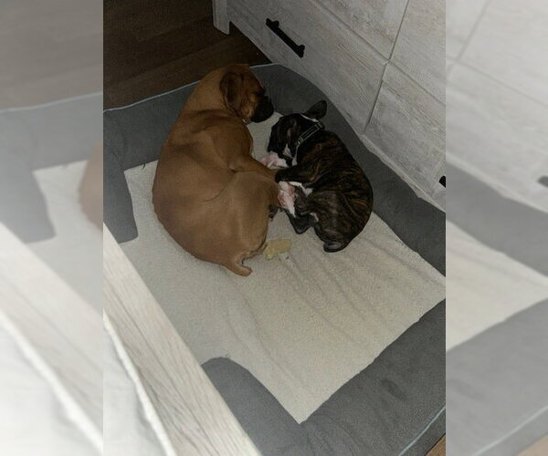 Medium Photo #2 Boxer Puppy For Sale in Austin, TX, USA
