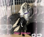Small Photo #1 Golden Retriever-Great Dane Mix Puppy For Sale in STRUTHERS, OH, USA