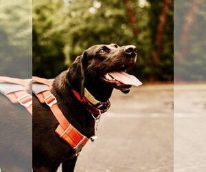 Maggie Moo - Female Labrador Retriever-Unknown Mix Dog for Adoption - Photo #5