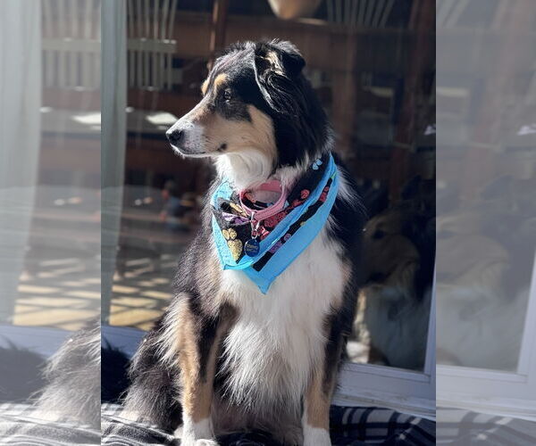 Medium Photo #4 Border Collie-Collie Mix Puppy For Sale in Pueblo West, CO, USA