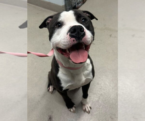 Medium Photo #1 American Pit Bull Terrier-Unknown Mix Puppy For Sale in Millersville, MD, USA