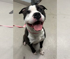 American Pit Bull Terrier-Unknown Mix Dogs for adoption in Millersville, MD, USA