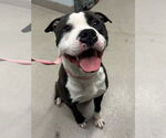 Small American Pit Bull Terrier Mix