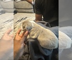 Puppy Lilly Bulldog