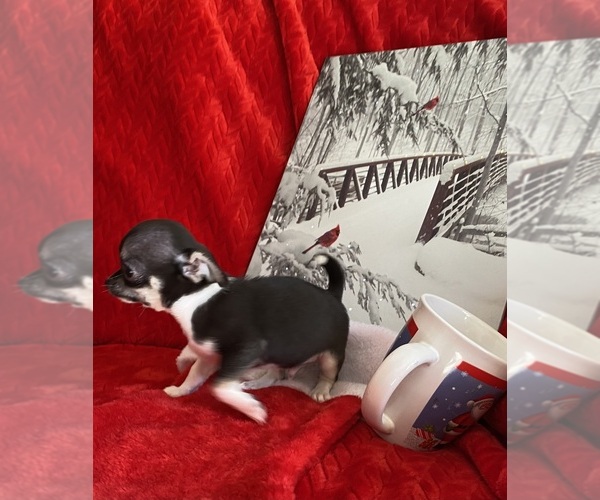Medium Photo #3 Chihuahua Puppy For Sale in GROVE, OK, USA