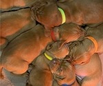 Small Photo #2 Vizsla Puppy For Sale in CANBY, OR, USA