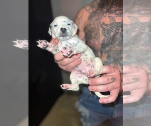 Dalmatian Puppy for Sale in RICHMOND, Indiana USA