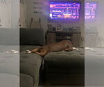 Small #4 American Pit Bull Terrier Mix