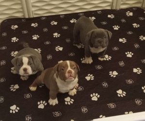 American Bully Puppy for sale in SACRAMENTO, CA, USA