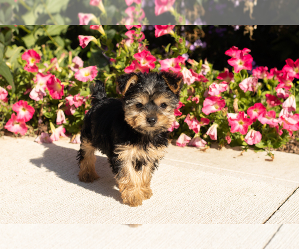 Medium Photo #1 Yorkshire Terrier Puppy For Sale in NAPPANEE, IN, USA