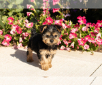 Small Yorkshire Terrier