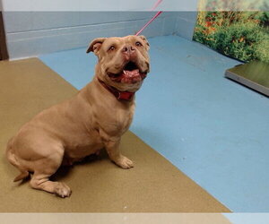 Mutt Dogs for adoption in Moreno Valley, CA, USA