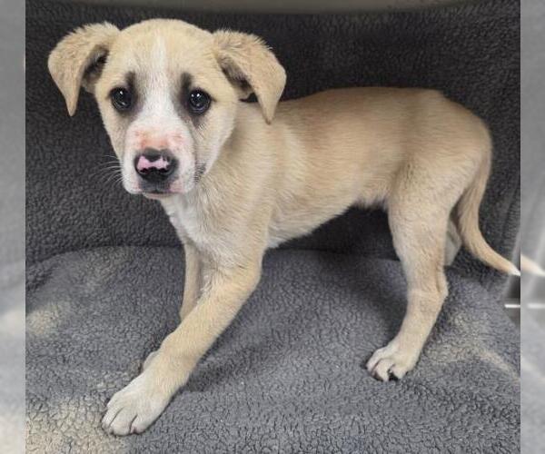 Medium Photo #1 Pointer-Unknown Mix Puppy For Sale in HESPERIA, CA, USA