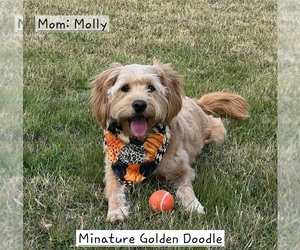 Mother of the Goldendoodle (Miniature) puppies born on 05/28/2026
