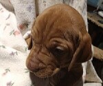 Puppy 10 Vizsla