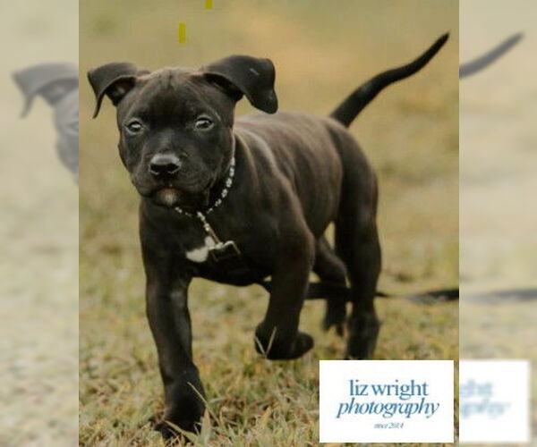 Medium Photo #4 American Pit Bull Terrier-Labrador Retriever Mix Puppy For Sale in Lexington Park, MD, USA