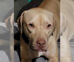 Small #5 American Pit Bull Terrier-American Staffordshire Terrier Mix