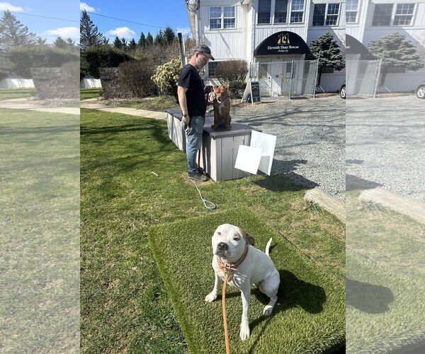 Medium Photo #12 American Pit Bull Terrier-Unknown Mix Puppy For Sale in Rockaway, NJ, USA