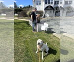 Small #11 American Pit Bull Terrier Mix