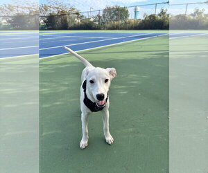 Labrador Retriever-Unknown Mix Dogs for adoption in Oakhurst, NJ, USA
