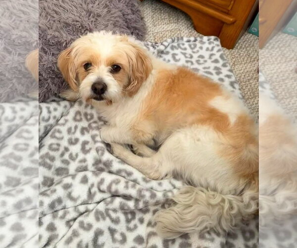 Medium Photo #3 Colonial Cocker Spaniel-Shih Tzu Mix Puppy For Sale in Westmont, IL, USA