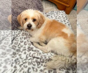SAMMY - Male Colonial Cocker Spaniel-Shih Tzu Mix Dog for Adoption - Photo #3