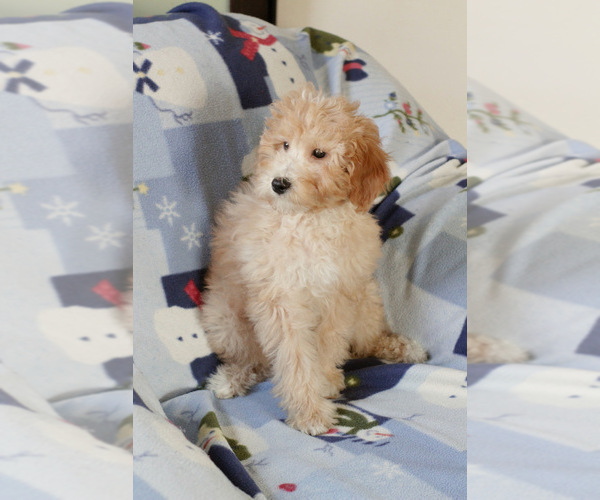 Medium Photo #3 Goldendoodle (Miniature) Puppy For Sale in MILWAUKEE, WI, USA