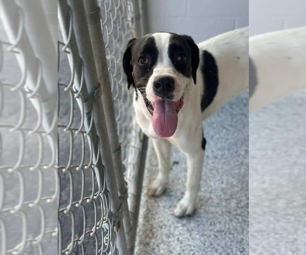 Medium Photo #2 Boxador Puppy For Sale in Calgary, Alberta, Canada