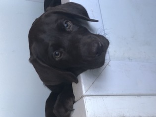Labrador Retriever Puppy for sale in LAKESIDE, CA, USA