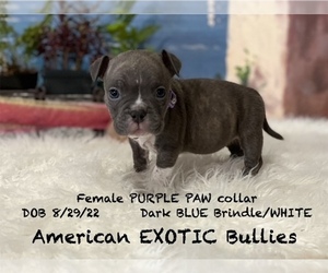 American Bully Puppy for sale in OOLOGAH, OK, USA