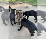 Small #2 Labrador Retriever Mix