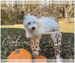 Puppy 5 Havachon