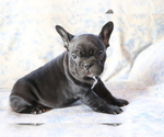 Small #3 Faux Frenchbo Bulldog