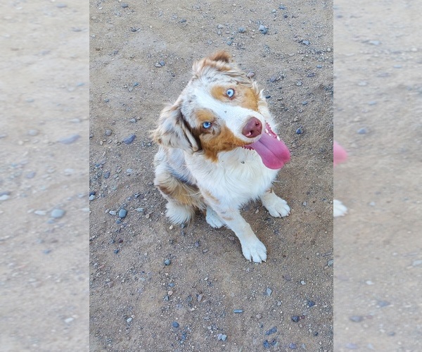Medium Photo #1 Australian Shepherd Puppy For Sale in PHOENIX, AZ, USA