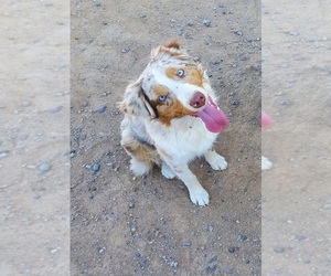 Australian Shepherd Dog for Adoption in PHOENIX, Arizona USA