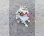 Small Australian Shepherd