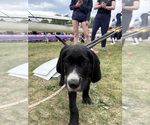 Small Photo #2 Great Dane-Sheepadoodle Mix Puppy For Sale in EGG HARBOR CITY, NJ, USA