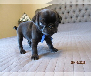 Pug Puppy for Sale in PORT CHARLOTTE, Florida USA