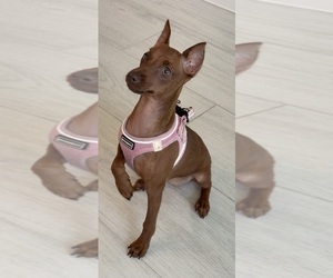 Miniature Pinscher Puppy for sale in APOPKA, FL, USA