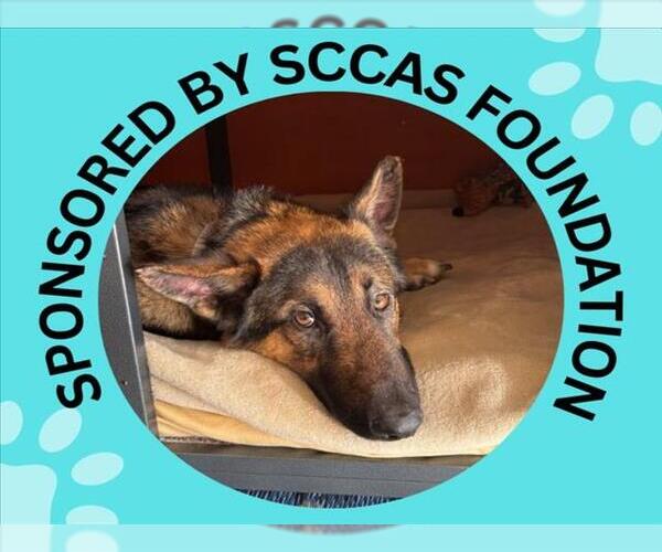 Medium Photo #2 German Shepherd Dog-Unknown Mix Puppy For Sale in Santa Cruz, CA, USA