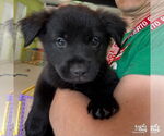 Small Labrador Retriever-Retriever Mix