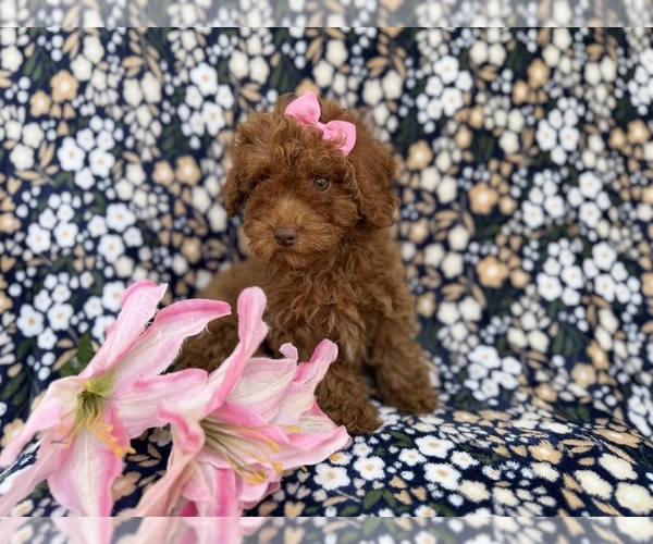 Medium Photo #9 Cavapoo (Miniature) Puppy For Sale in LAKELAND, FL, USA