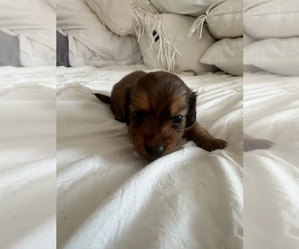 Medium Photo #4 Dachshund Puppy For Sale in SAN DIEGO, CA, USA