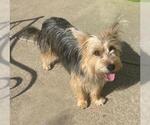 Small #1 Mutt